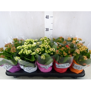 Kalanchoe blos.   ..rosebud rs fl 5