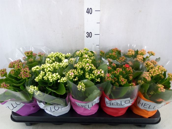 <h4>Kalanchoe blos.   ..rosebud rs fl 5</h4>