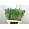 Aspidistra Orca