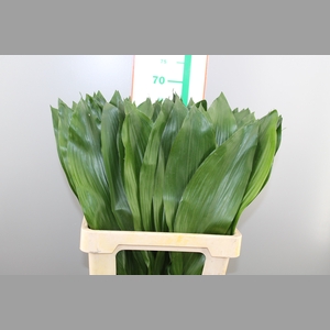 ASPIDISTRA EXTRA 