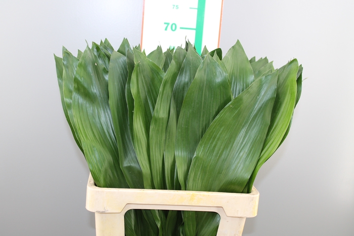 ASPIDISTRA EXTRA 