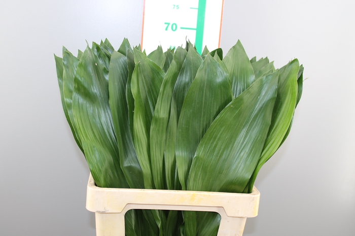 ASPIDISTRA EXTRA