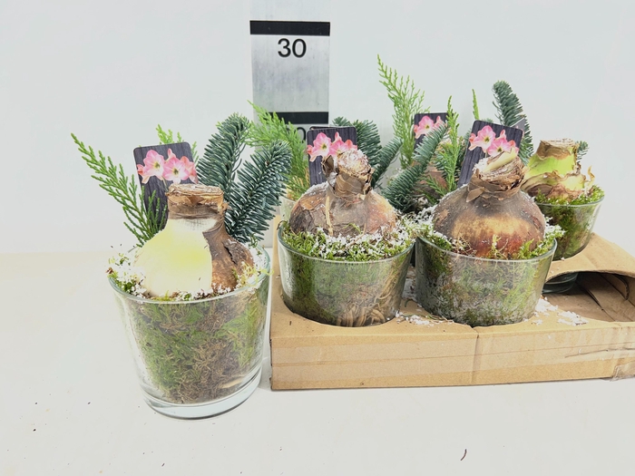 <h4>ARR HIPPEASTRUM</h4>