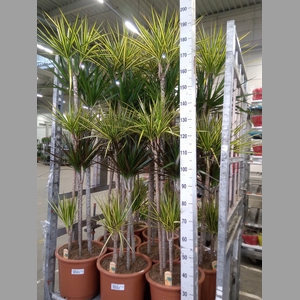 Dracaena   ...mix