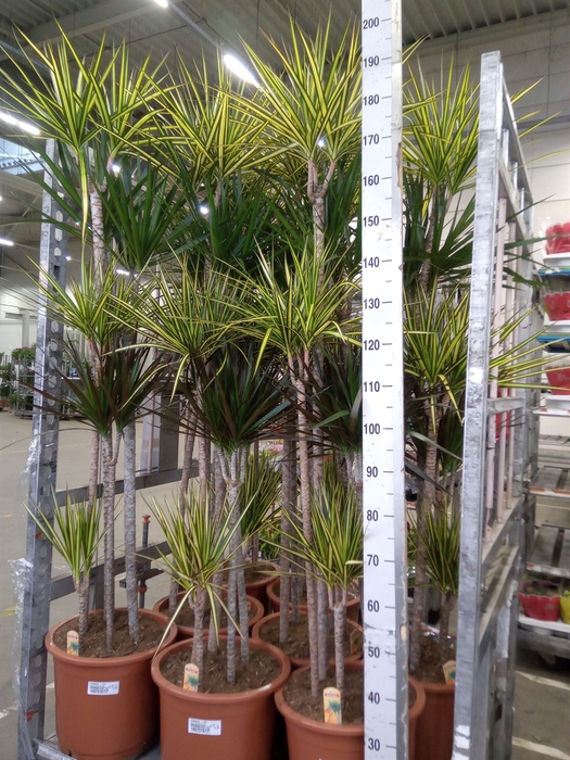 <h4>Dracaena   ...mix</h4>