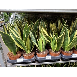 Sansevieria trif. overig