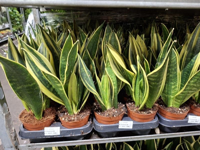 <h4>Sansevieria trif. overig</h4>