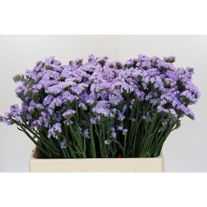 Limonium Donau Birds