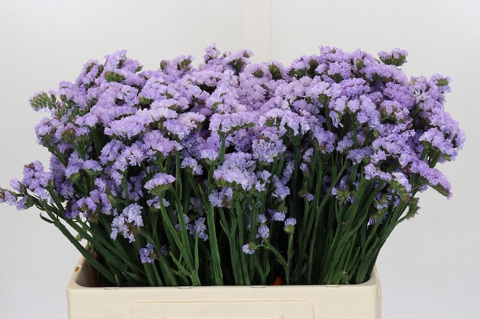 Limonium Donau Birds