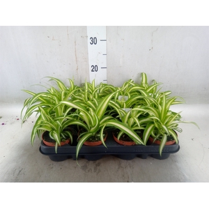 Chlorophytum com. 'Variegatum'