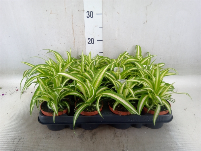 <h4>Chlorophytum com. 'Variegatum'</h4>