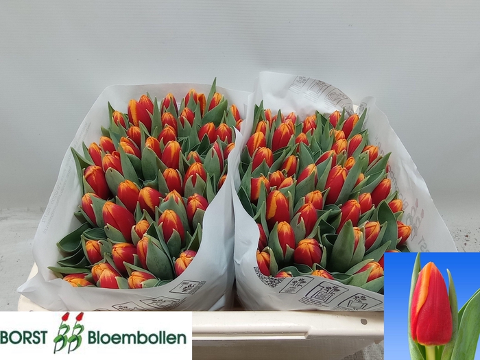 <h4>TU EN SPIRIT</h4>