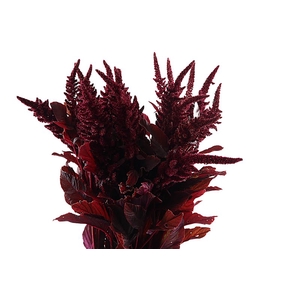 Amaranthus Cr Velvet