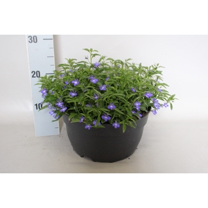 Schaal 26 Lobelia Blue
