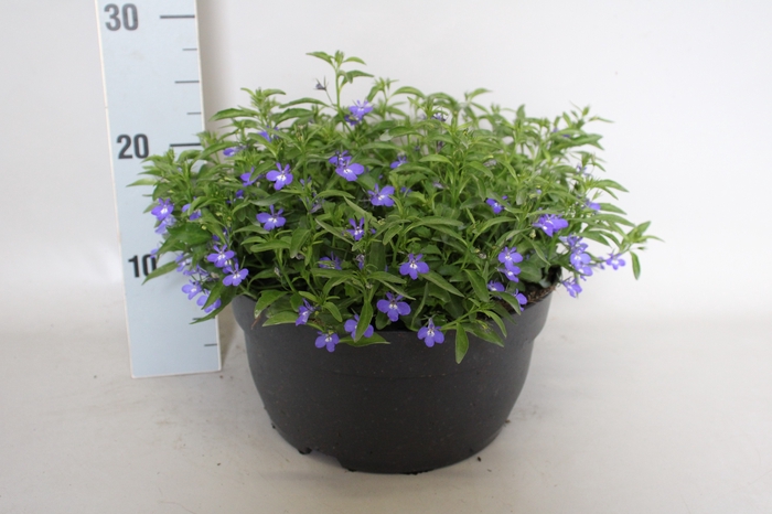 <h4>Schaal 26 Lobelia Blue</h4>