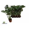 arr8 Monstera Deliciosa