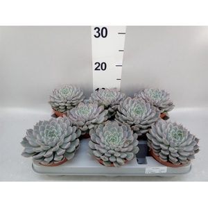 Echeveria cuspidata