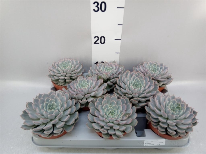<h4>Echeveria cuspidata</h4>