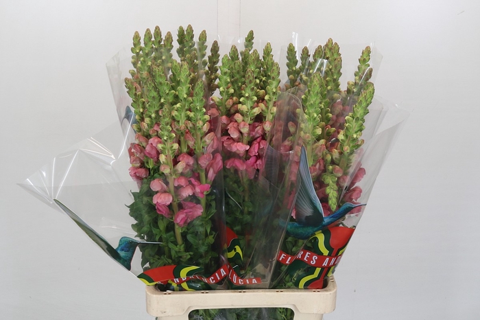 <h4>Antirrhinum Potomac Light Pink</h4>