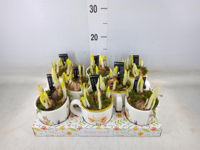 <h4>Arr. Narcissus</h4>