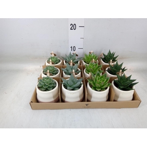 Succulents   ...mix 3