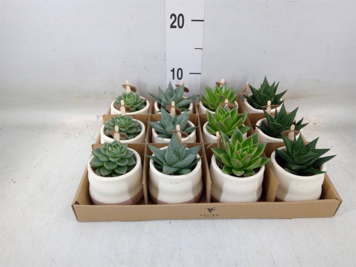 <h4>Succulents   ...mix 3</h4>