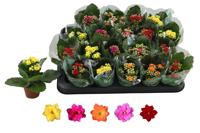 <h4>Kal Ge Ro Gem 5 Kl</h4>