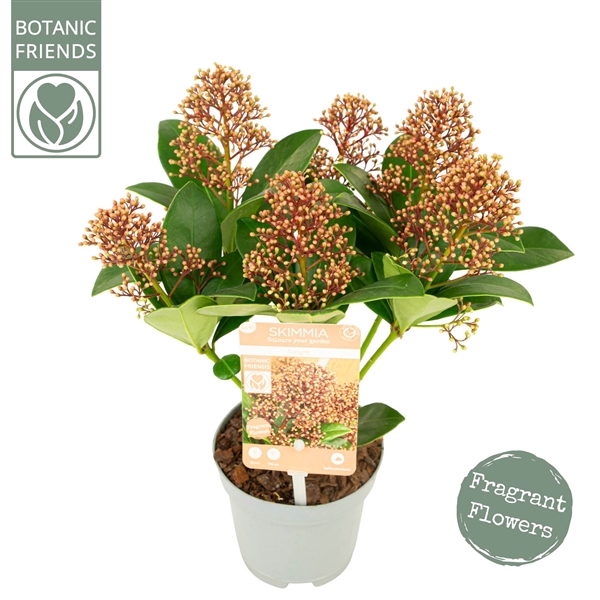 <h4>Skimmia japonica 'Delight'</h4>