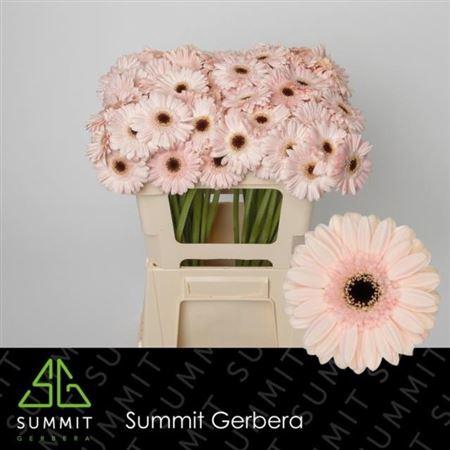 <h4>Ge Mi Macaron</h4>