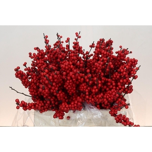 Ilex Rood