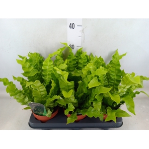Asplenium nidus 'Crispy Wave'