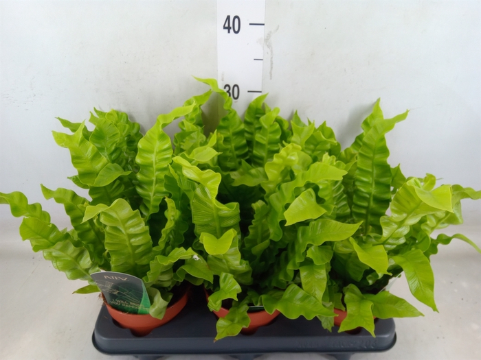 <h4>Asplenium nidus 'Crispy Wave'</h4>