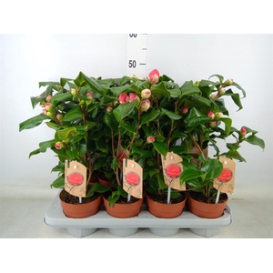 Camellia reticulata 'Mary Williams'