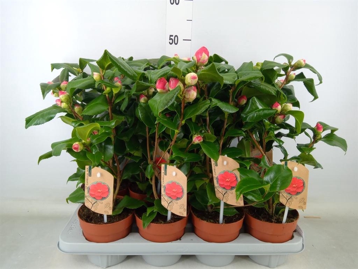 <h4>Camellia reticulata 'Mary Williams'</h4>