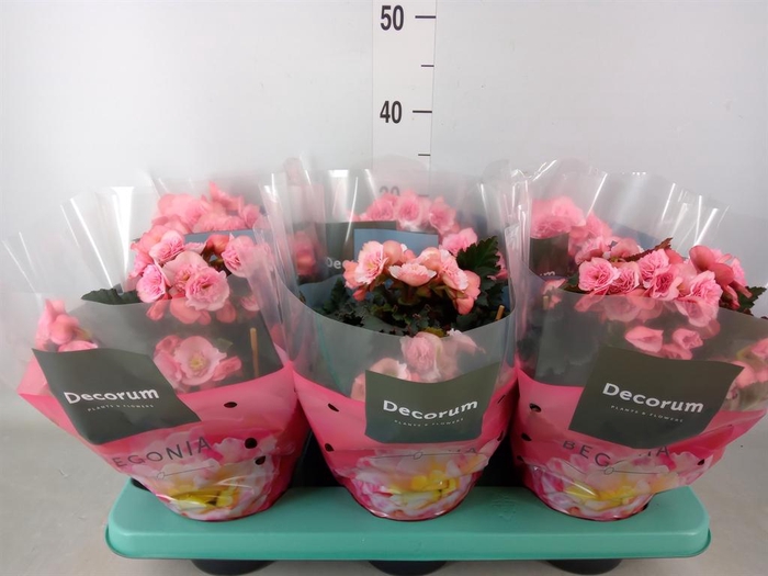 <h4>Begonia elat. DU 'Move2Joy Pink'</h4>