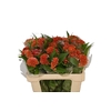 Celosia argentea (Cristata Grp) 'Reprise Orange'