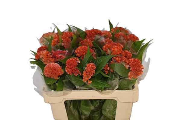 Celosia argentea (Cristata Grp) 'Reprise Orange'