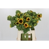 Helianthus Orange Fire