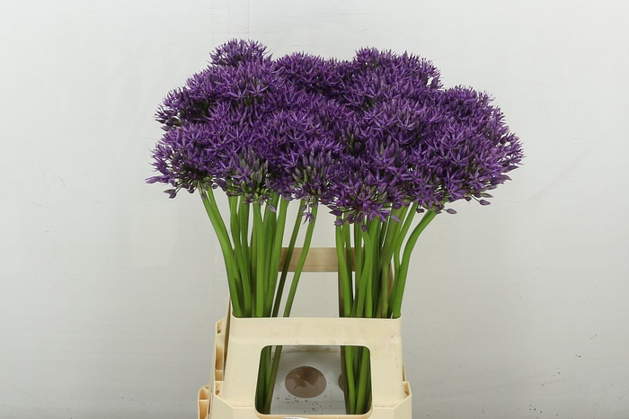 <h4>Allium Jackpot</h4>