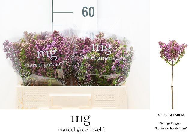 <h4>SYR V R V HORSTENST</h4>