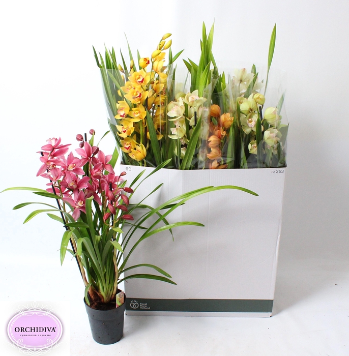 <h4>CYMB GEMENGD</h4>