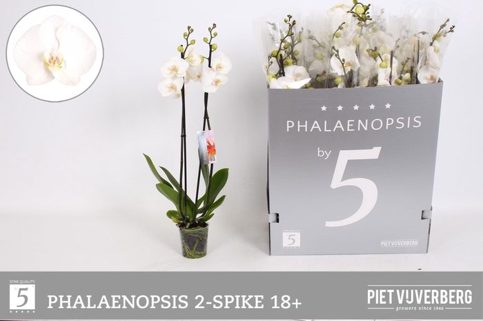 <h4>PHAL OV WIT</h4>