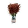 Cortaderia Opgetrokken Koper Bruin Stem