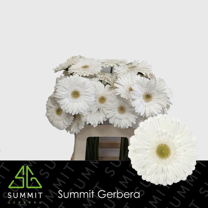 <h4>Gerbera Abe Water x40</h4>