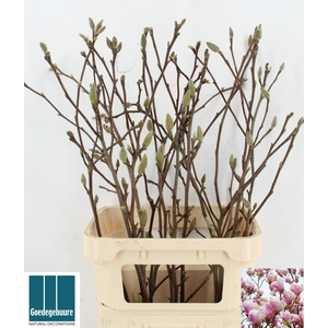 MAGNOLIA GRANDIFLORA