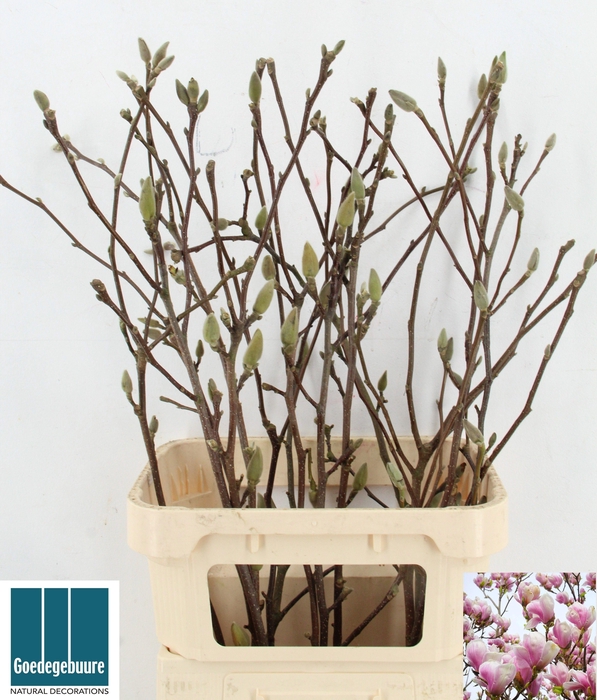 <h4>MAGNOLIA GRANDIFLORA</h4>