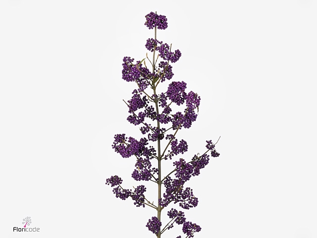 CALLI BO MAG AMETHEA