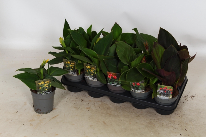 Canna Cannova Gem