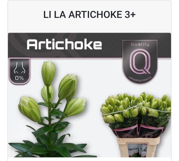 <h4>Li La Artichoke</h4>