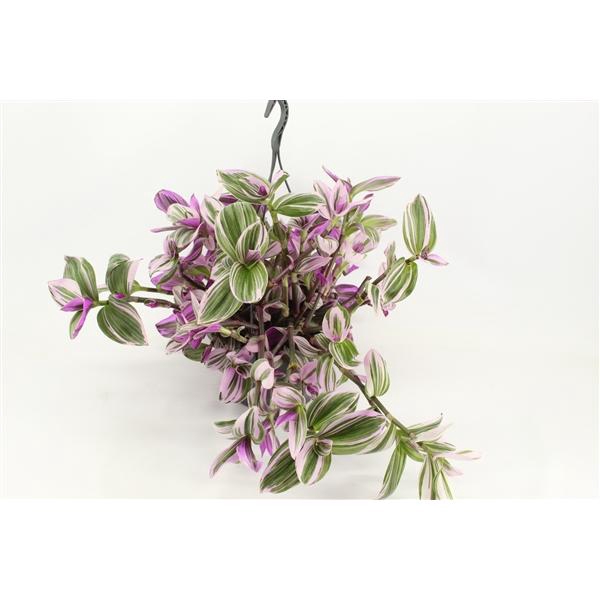 <h4>Tradescantia albiflora 'Nanouk'</h4>